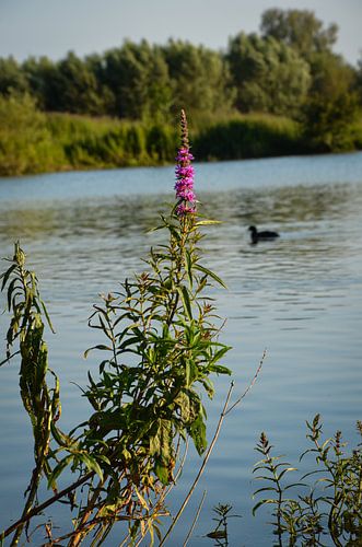 Waterkant zomeravond