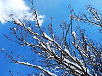 The magic of snow (1) ...