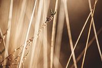 Close-up van gras