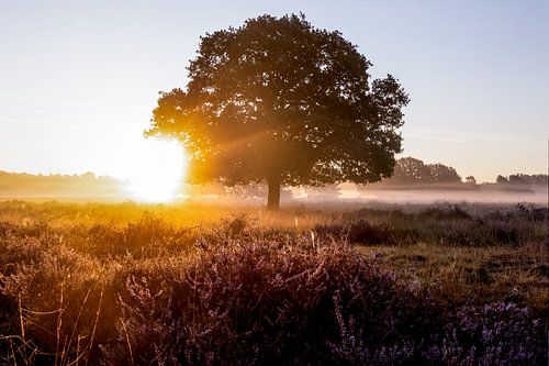 Magnificent sunrise on moors of Buurserzand