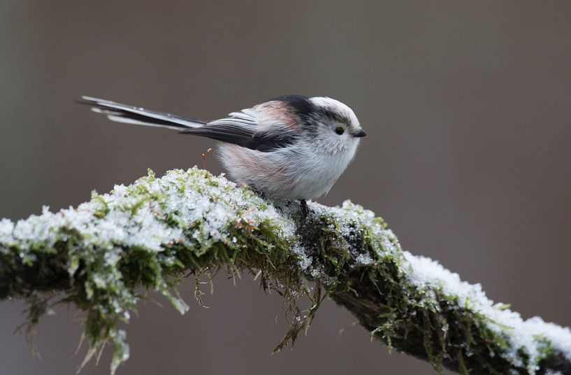 mésange à longue queue par Rando Kromkamp