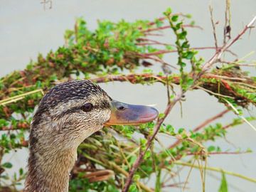 Glimlach van Markus Hohenauer