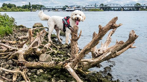 Labradoodle Brody on the Maas near Grave and Nederasselt by Rien de Jongh