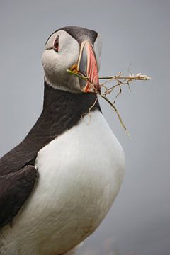[impressions of scotland] - puffin "home builder" by Meleah Fotografie