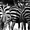 Zebra kontjes zwart wit van Ellinor Creation