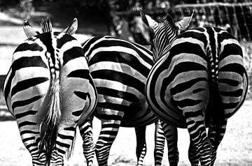 Zebra kontjes zwart wit