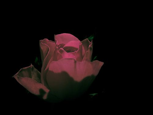 Surrealistische Rose