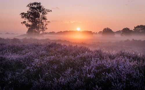 Bruyère pourpre en fleur dans un champ brumeux de Ballooer. sur Robin Giesen