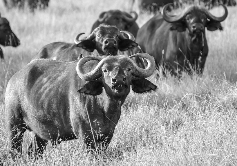 Waterbuffels by Annemarie Winkelhagen