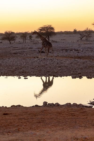Giraffe am Wasserloch van Felix Brönnimann
