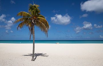 Aruba, palmboom, wit strand, Eagle beach van Joyce Perez