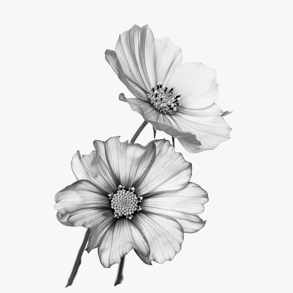 Wild flower by Marga Vroom