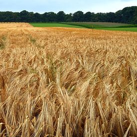 Champ de céréales sur Jacques Vledder