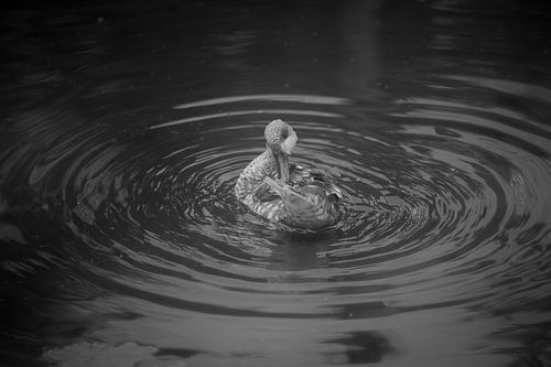 Washing Duck in black and white