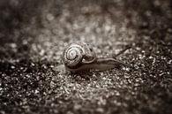 Ein langer Weg liegt vor uns... von LHJB Photography Miniaturansicht