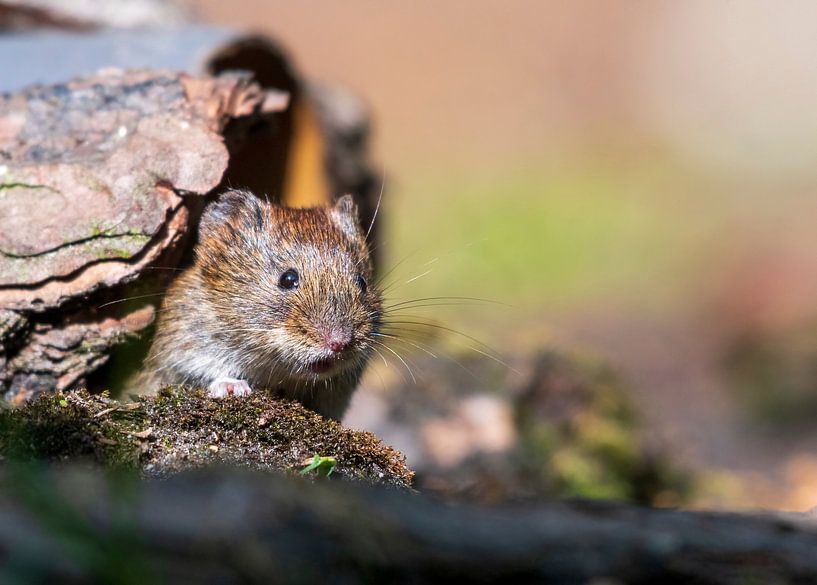 mouse near a bird hide by Merijn Loch