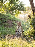 Leopard in the evening sun