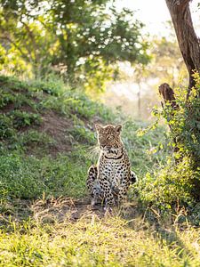 Leopard in der Abendsonne von Inez Allin-Widow