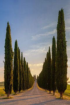 Driveway with cypress trees, Italy by Adelheid Smitt