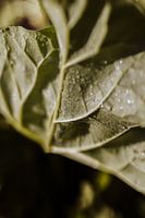 Regentropfen auf einem Blatt | Naturfotografie | Limburg