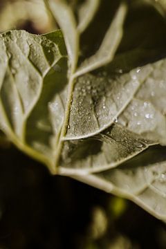 Close-up natuurfoto van regendruppels op een blaadje | Natuurfotografie | Limburg van eighty8things