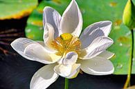 Heiliger Lotus von Eduard Lamping Miniaturansicht