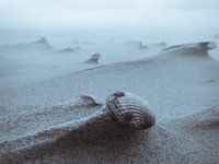 Texel 8