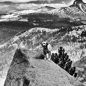 Yosemite Dappere Hond van Maja Bredschneijder
