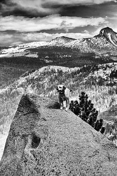 Yosemite Dappere Hond van Maja Bredschneijder