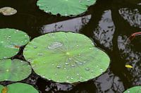 Waterlelies