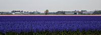 Keukenhof