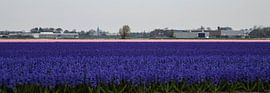 Keukenhof by Wendy Bierings