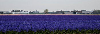 Keukenhof