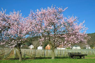 Mandelblüte in der Pfalz bei Gimmeldingen von Peter Eckert