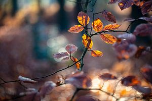 Herfstbladeren