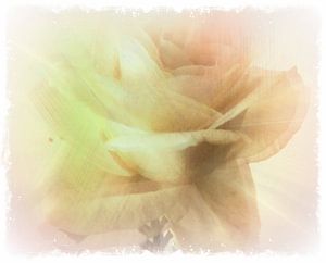 Roses Dream