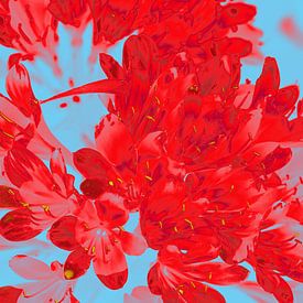 Clivia Pop Art van Karsten Jordan