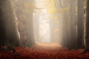 Photographie de la forêt "deux tons