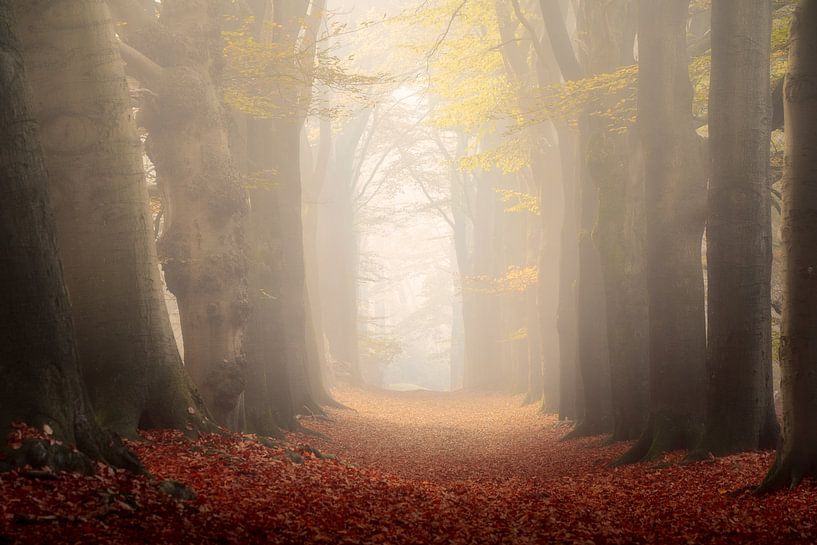 Forest photography &quot;two tones&quot; by Björn van den Berg