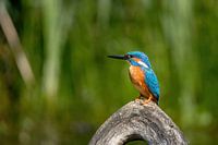 Eisvogel