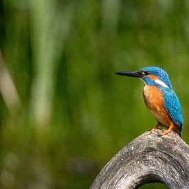 Kingfisher by Neil Kampherbeek