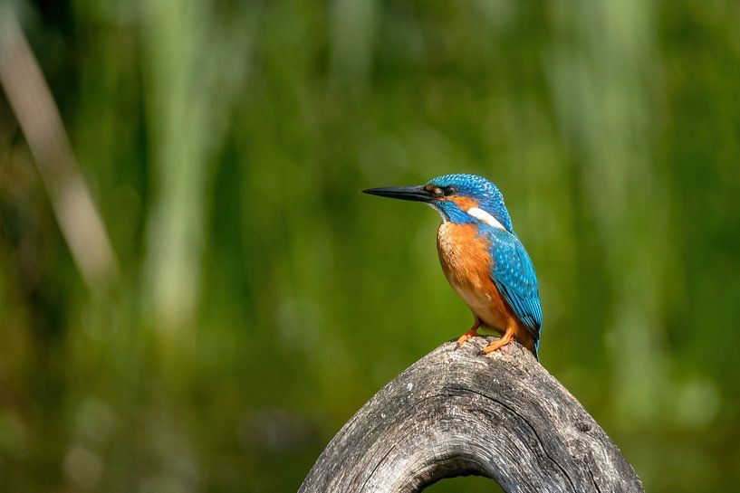 Kingfisher by Neil Kampherbeek