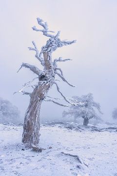 Sneeuw in het zuiden van Spanje van Emilio Pino