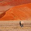 Oryx gemsbok Désert du Namib sur Inge Hogenbijl