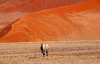 Oryx gemsbok van Inge Hogenbijl thumbnail