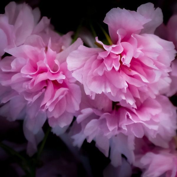 Kirschblüte von Sense Photography