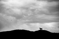 silhouette d'un cheval de l'exmoor sur texel