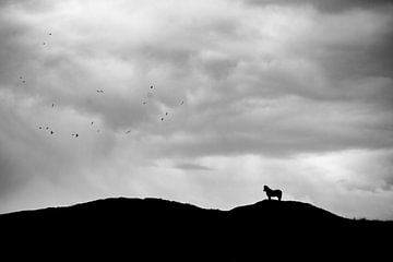 silhouette van exmoor paard op texel van Karen Velleman