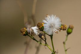 Dandelion macro