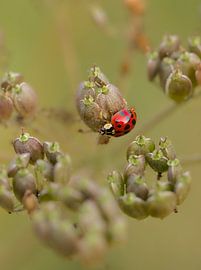 Coccinelle sur Roger Trelou